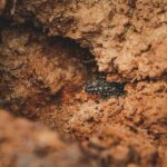 beautiful view of black crested gecko