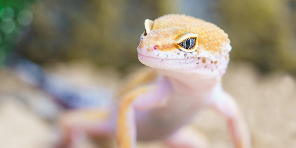 Close-up of Super Snow Leopard Gecko with Mealworm Prey