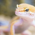 Close-up of Super Snow Leopard Gecko with Mealworm Prey