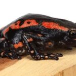 black and red walking frog care