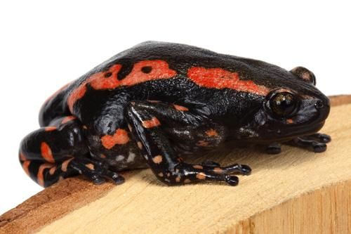 black and red walking frog care