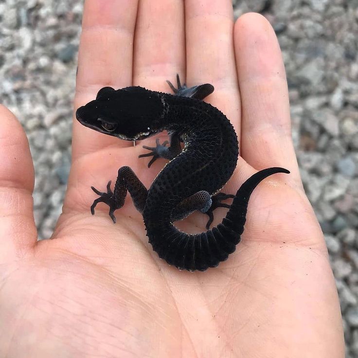 beautiful black night leopard gecko
