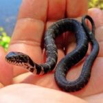 A tiny snake, comparable in size to a flea, rests on a human palm against a blurred natural background.