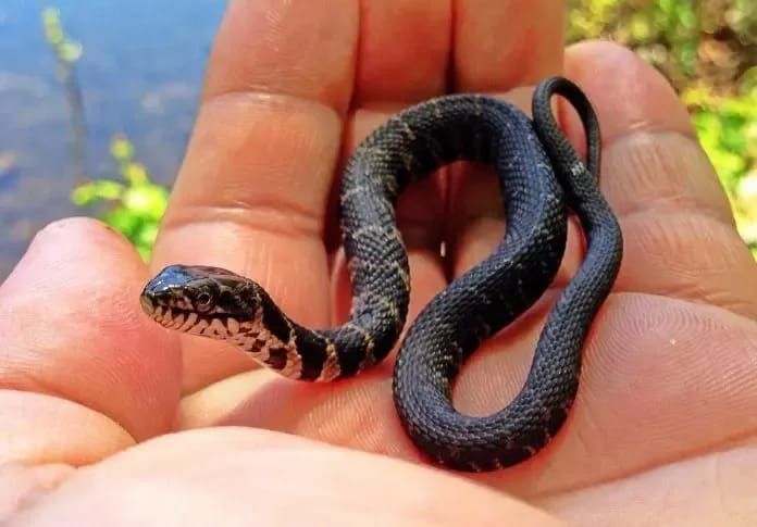 A tiny snake, comparable in size to a flea, rests on a human palm against a blurred natural background.