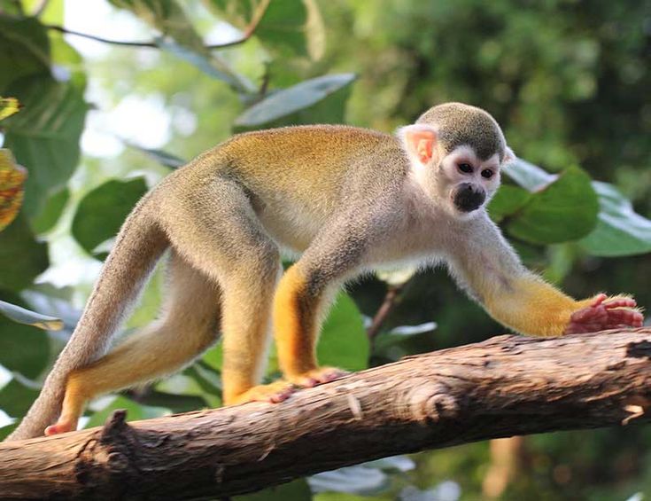 Chimpanzee with golden-brown fur navigating a tree branch in a forest, showcasing the agility of mammals in their natural habitat.