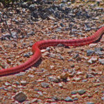 red racer snake slithering on rocky terrain, showcasing its slender body and red tongue