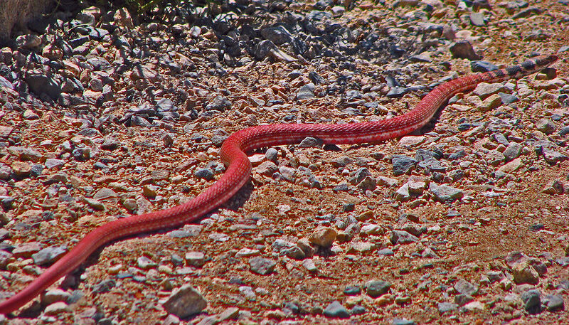 red racer snake slithering on rocky terrain, showcasing its slender body and red tongue