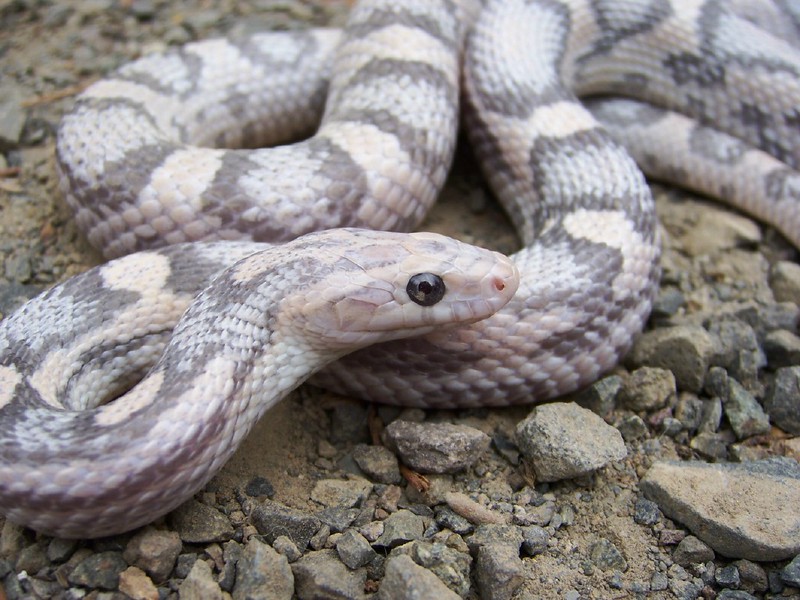 Close-up of a lavender corn snake showcasing its unique pale purple coloration