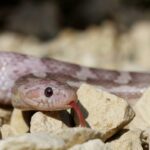 Close-up of a lavender corn snake gracefully coiled on gravel.