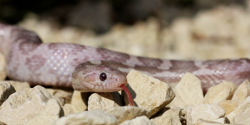 Close-up of a lavender corn snake gracefully coiled on gravel.