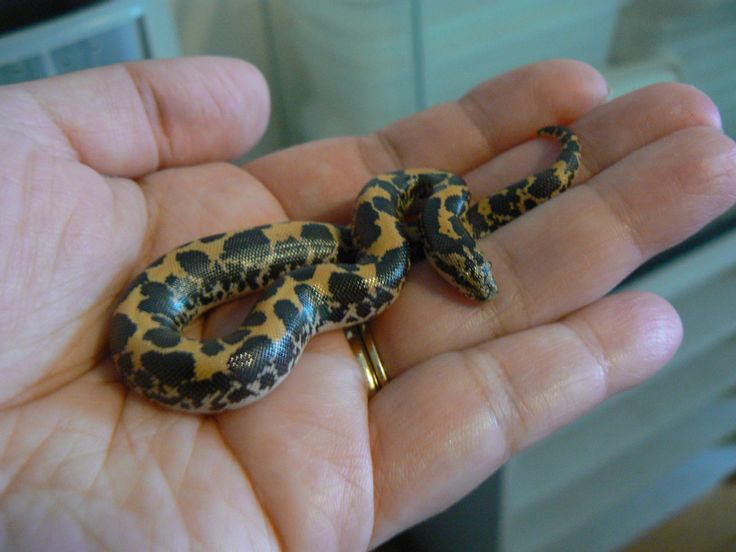 Flea snake resting on a human palm, showcasing its tiny size.