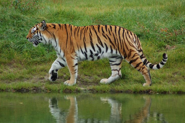 Majestic tiger in its natural habitat with a striking orange coat, showcasing the powerful presence of one of nature's most magnificent mammals.