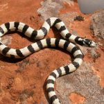 A black snake with white stripes curled up on a textured rock surface, showcasing its unique pattern.