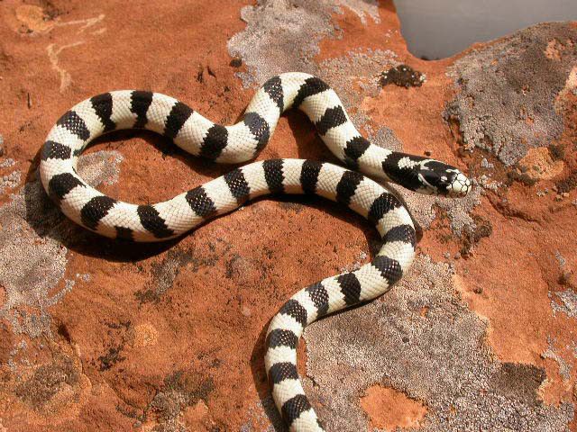 A black snake with white stripes curled up on a textured rock surface, showcasing its unique pattern.