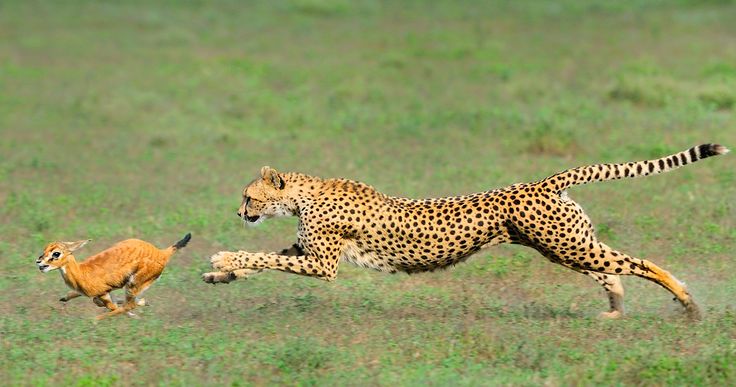 Cheetah in full pursuit of a deer, showcasing its speed as a top mammals predator.