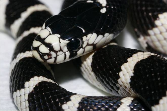 Black Snake with White Stripes