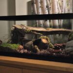 A tall aquarium vs long for snake habitat featuring natural decor and logs.