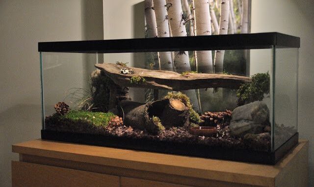 A tall aquarium vs long for snake habitat featuring natural decor and logs.