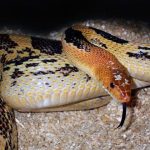 Alicante Snake, a colorful wildlife animal with yellow and black patterns.