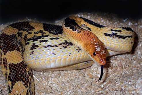 Alicante Snake, a colorful wildlife animal with yellow and black patterns.