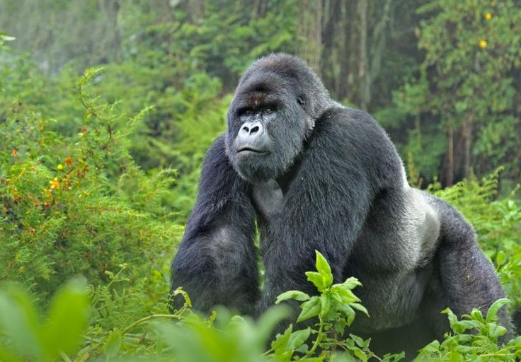 Gorilla, a thoughtful mammal, sits in lush foliage in a misty forest.