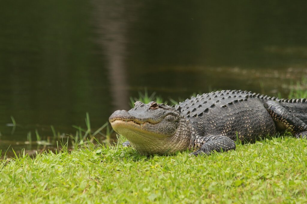 an American alligator resting on grass by water, showcasing wild animals in their environment.