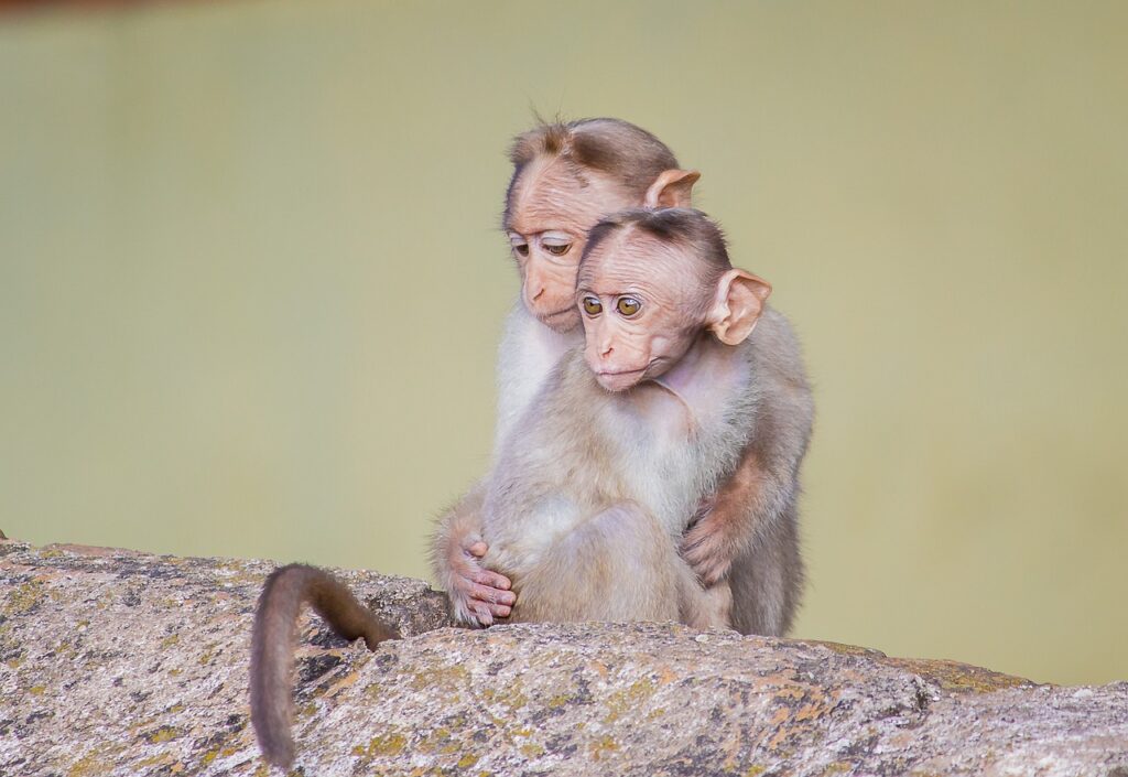 A monkey with its face obscured sits on a rocky surface against a blurred natural background, evoking curiosity about wildlife.