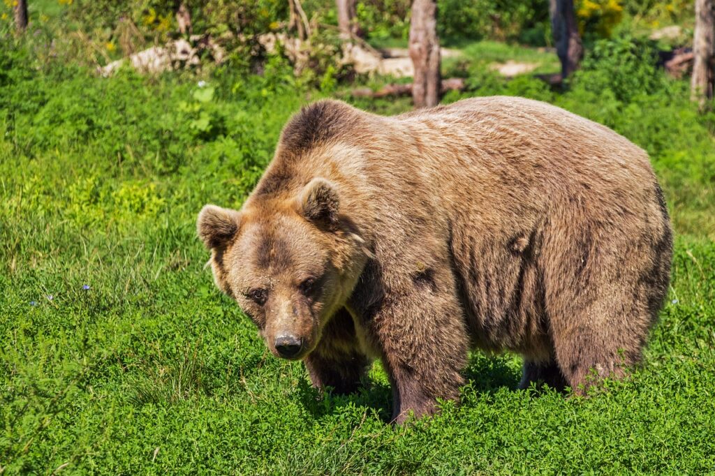 Majestic Brown Bears in Their Wilderness Home