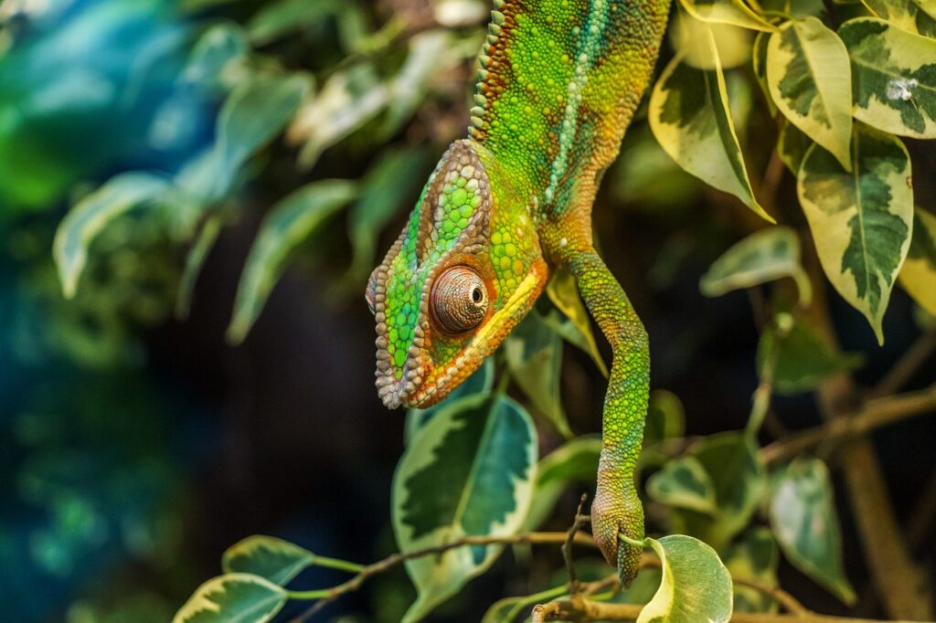 A chameleon blends seamlessly with its leafy surroundings, revealing the beauty of reptiles.