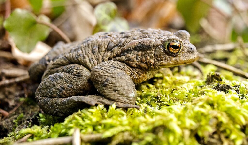 Toads blend seamlessly with their surroundings, revealing the beauty of wild animals.