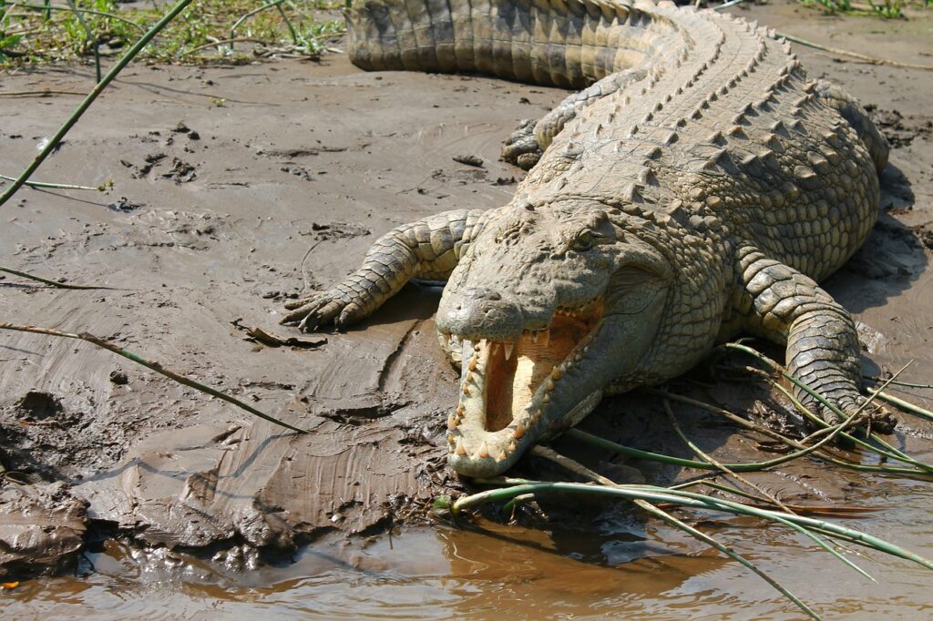 a Nile crocodile with open jaws, showcasing sharp teeth, on a muddy riverbank surrounded by greenery.