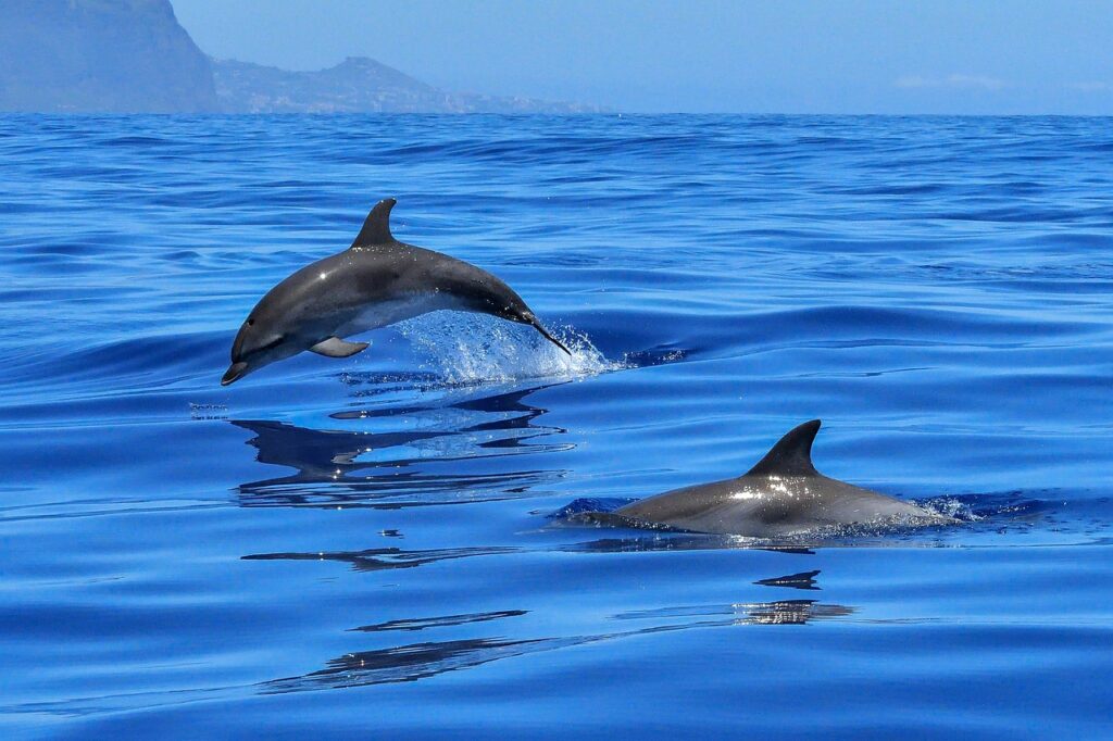 Dolphin leaping from the water with another dolphin swimming in the open ocean.