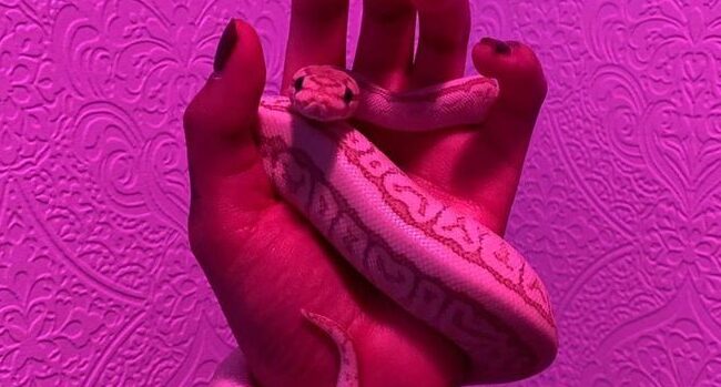 Two small pink snakes with patterns held in a hand