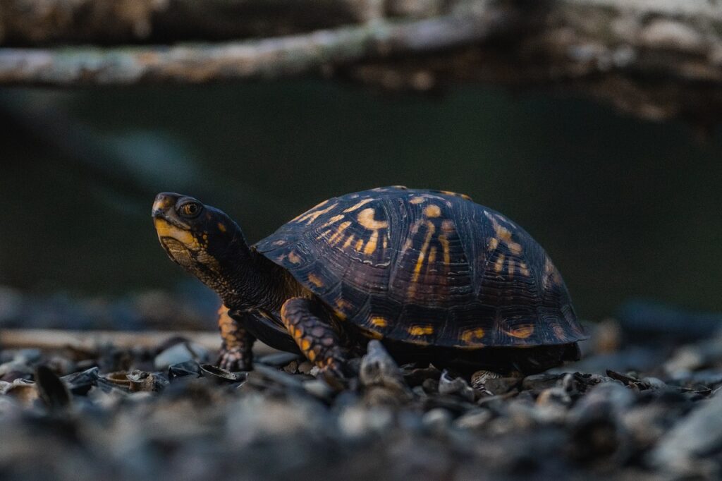 Close-up of a box turtle traversing mossy ground, showcasing the intricate patterns on its shell.