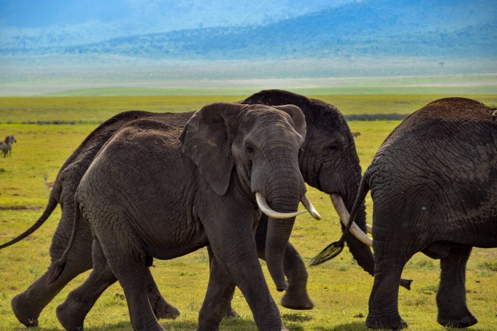 A herd of African elephants walking across the grassy savanna with a clear sky in the background.