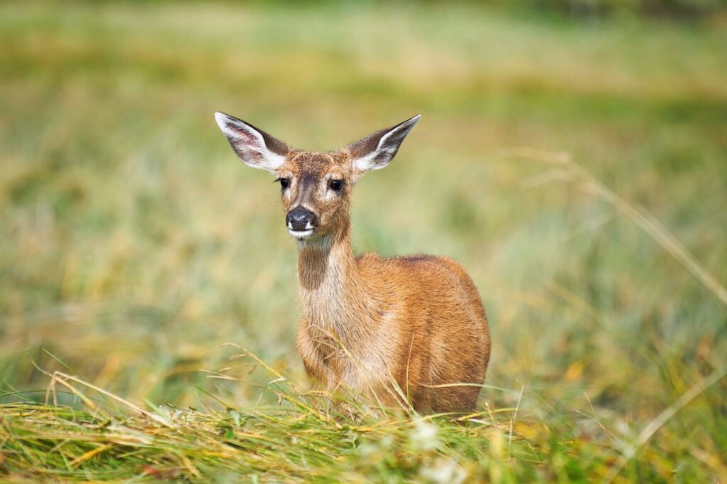 A young deer with soft brown fur stands alert in a lush green field, showcasing the beauty of wildlife.