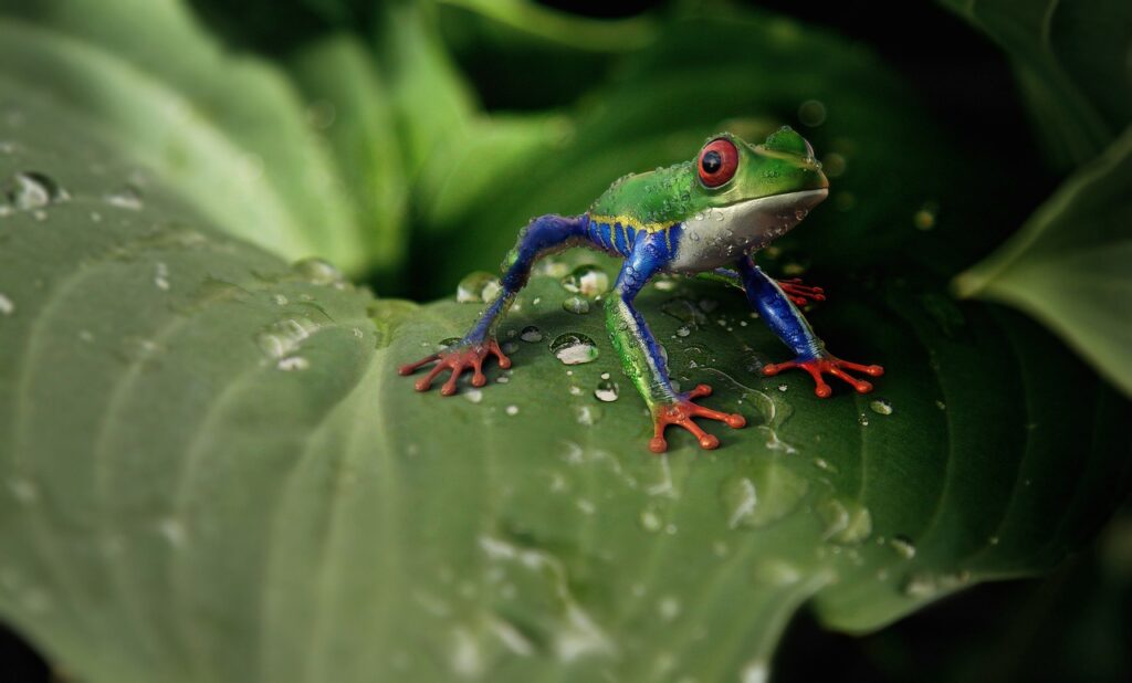 colorful tree frogs perched on green leaves, showcasing wild reptiles in their environment.