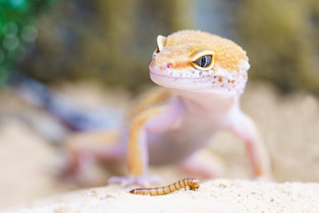 Geckos blend seamlessly into their leafy surroundings, revealing the beauty of reptiles.