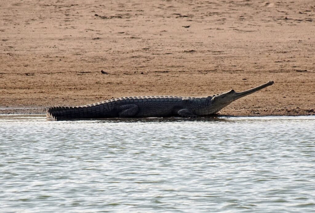 a gharial crocodile resting on a sandy riverbank, showcasing reptile biodiversity.