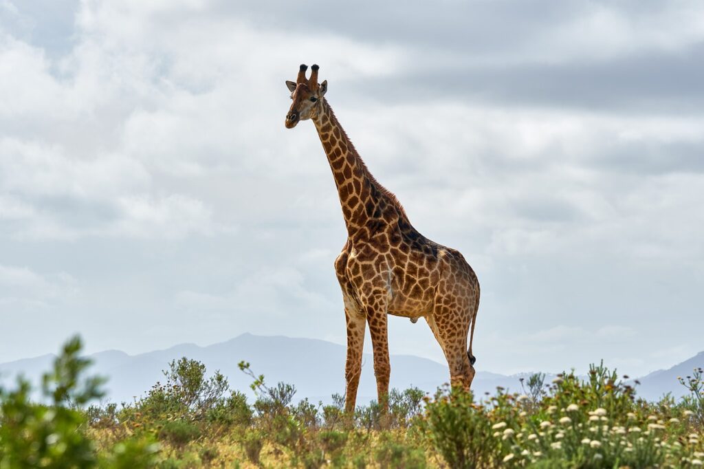 A majestic giraffe stands tall against the vast savanna, its elongated neck reaching for the horizon.