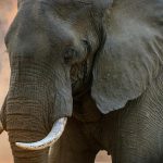 gray-elephant.jpg