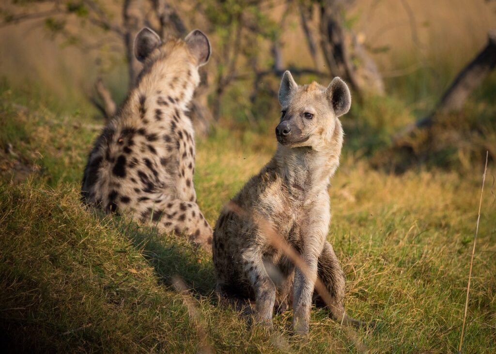 Two hyenas sitting on grassy terrain, one facing away and the other looking to the side.