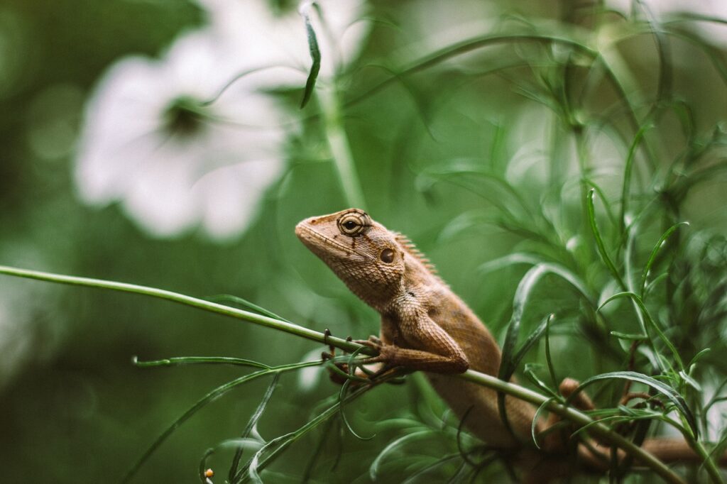 An iguana blends seamlessly with its leafy surroundings, revealing the beauty of reptiles