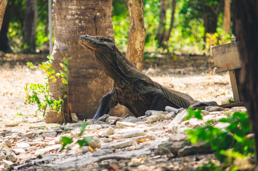 A Komodo dragon rests amidst lush greenery, exemplifying the adaptability of reptiles.