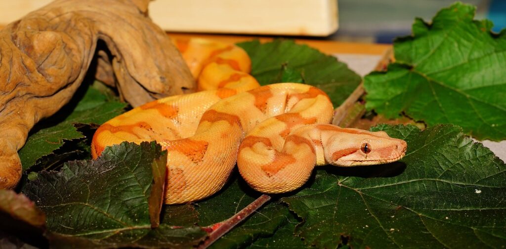 A Boa Constrictor rests coiled amidst lush green leaves, revealing the intricate beauty of reptiles.