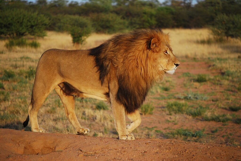 A majestic male lion with a full mane standing on a rocky outcrop in the African savannah, showcasing the strength and beauty of wild mammals.