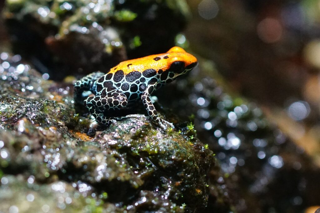 a colorful poison dart frog, showcasing reptiles’ diversity in the wild.