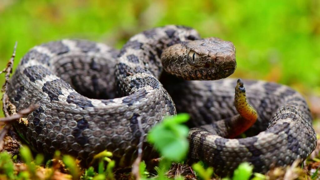 Close-up of a coiled python snake in its natural habitat, showcasing reptile biodiversity.