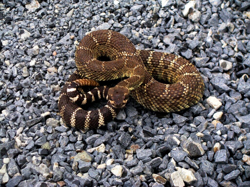 Close-up of a coiled rattlesnake in its natural habitat, showcasing reptile biodiversity.