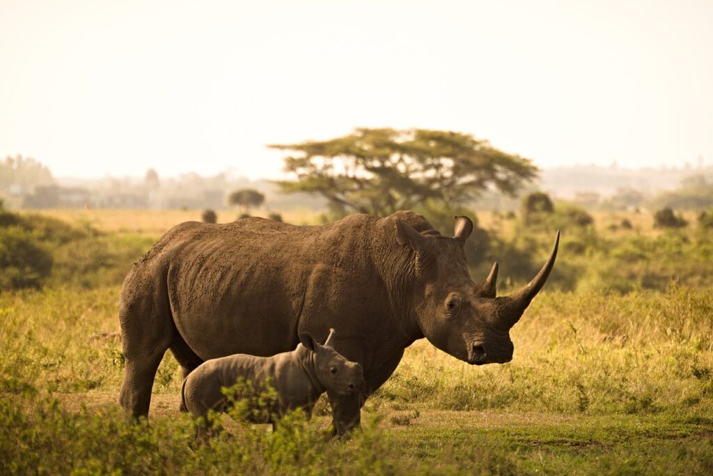 Two powerful rhinoceroses, their thick skin blending with the savanna, stand alert in the warm glow of the setting sun.